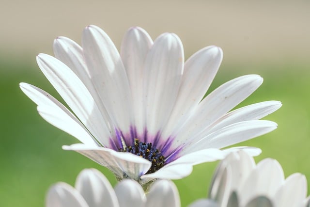 פרח לבן גדול