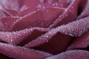 פרח ורוד עם טיפות