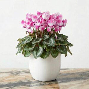 רקפת עונתית בכלי ורוד