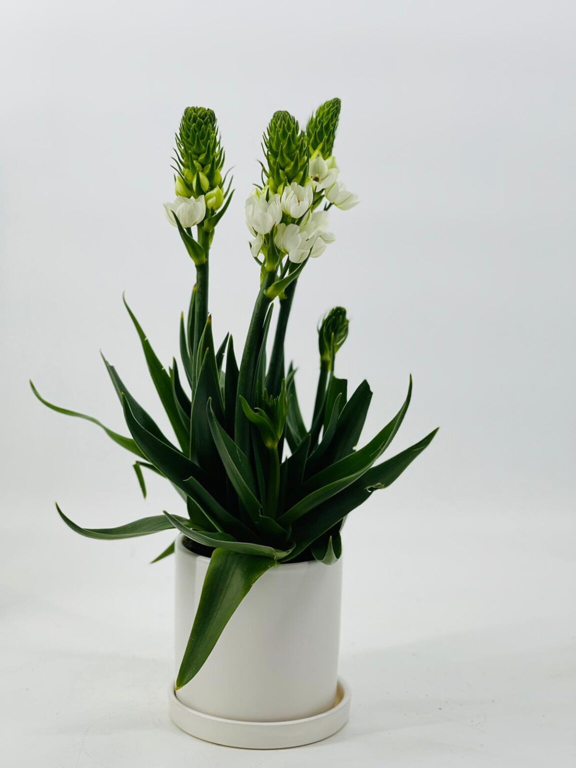 עציץ נץ חלב לבן