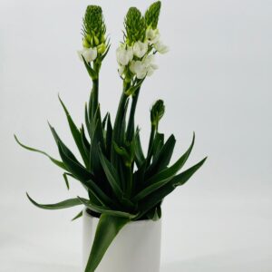 עציץ נץ חלב לבן